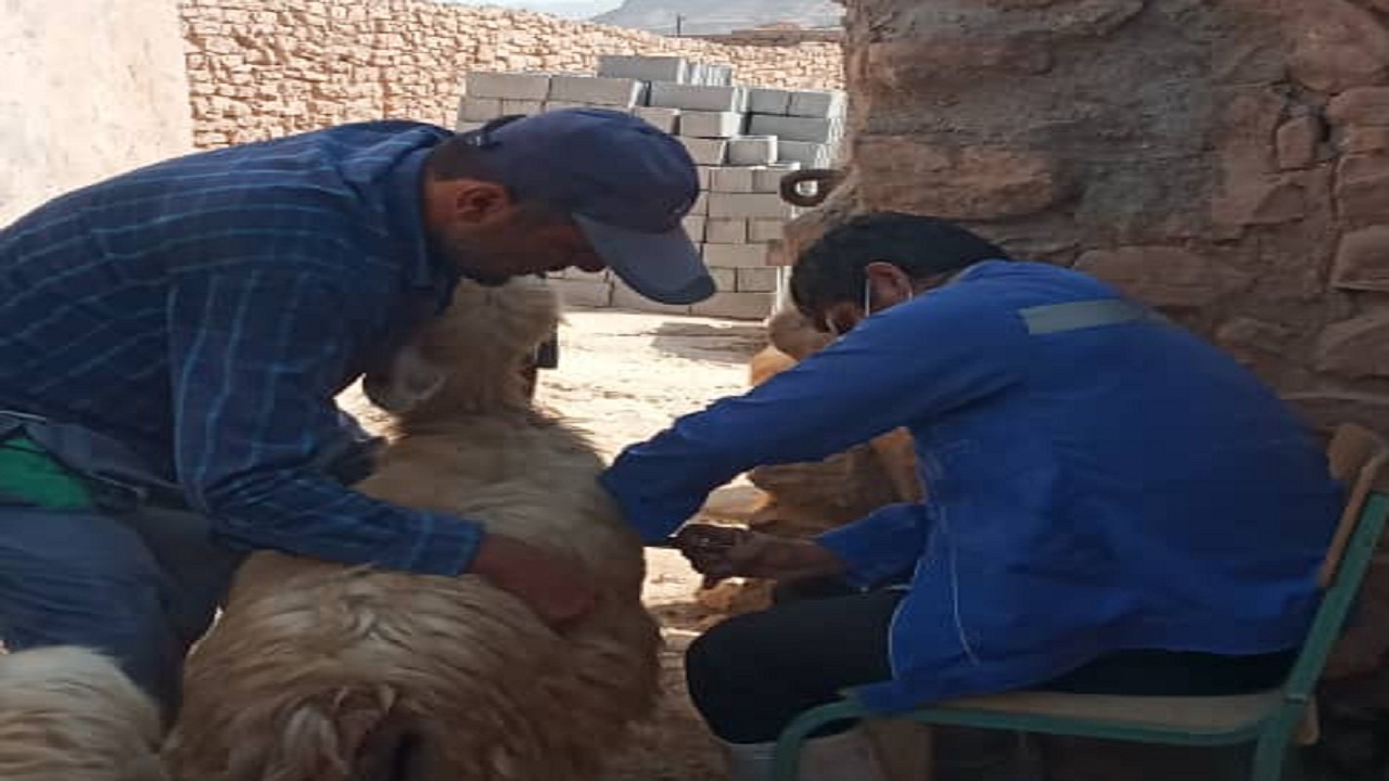 ۹۵ درصد جمعیت دام سبک علیه بیماری طاعون واکسینه شدند